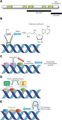 KLF4 is an epigenetically modulated, context-dependent tumor suppressor
